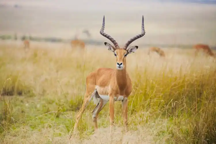 其它 非洲草原上最精灵的生命 写美篇纳瓦沙湖中央新月岛上的羚羊 我