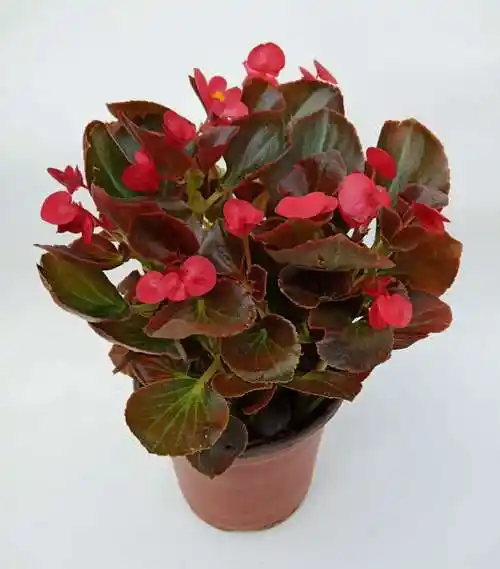 木繁四季海棠花盆栽四季开花植物带花苞发货花期长阳台美观丽格海棠粉