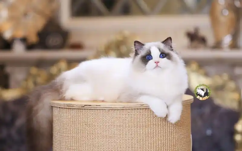 灭霸布偶猫塞尔弟弟