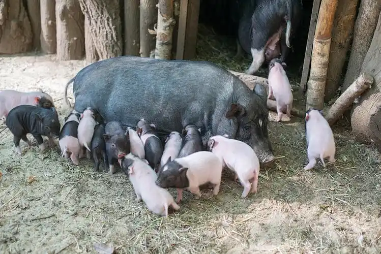 猪,哺乳图片_猪,哺乳高清图片_全景视觉