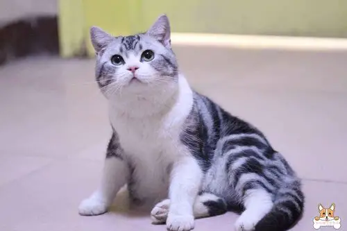 简介一些常见的短毛猫咪