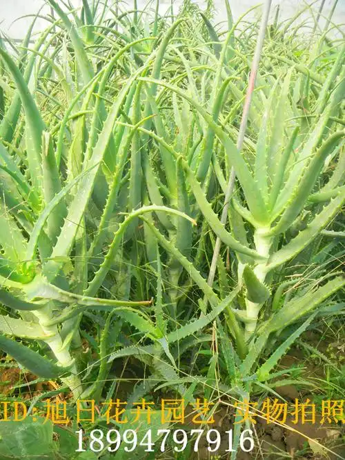木立芦荟木剑龙爪菊食用美容药用芦荟叶片绿植盆栽植物_怎么养,好不好