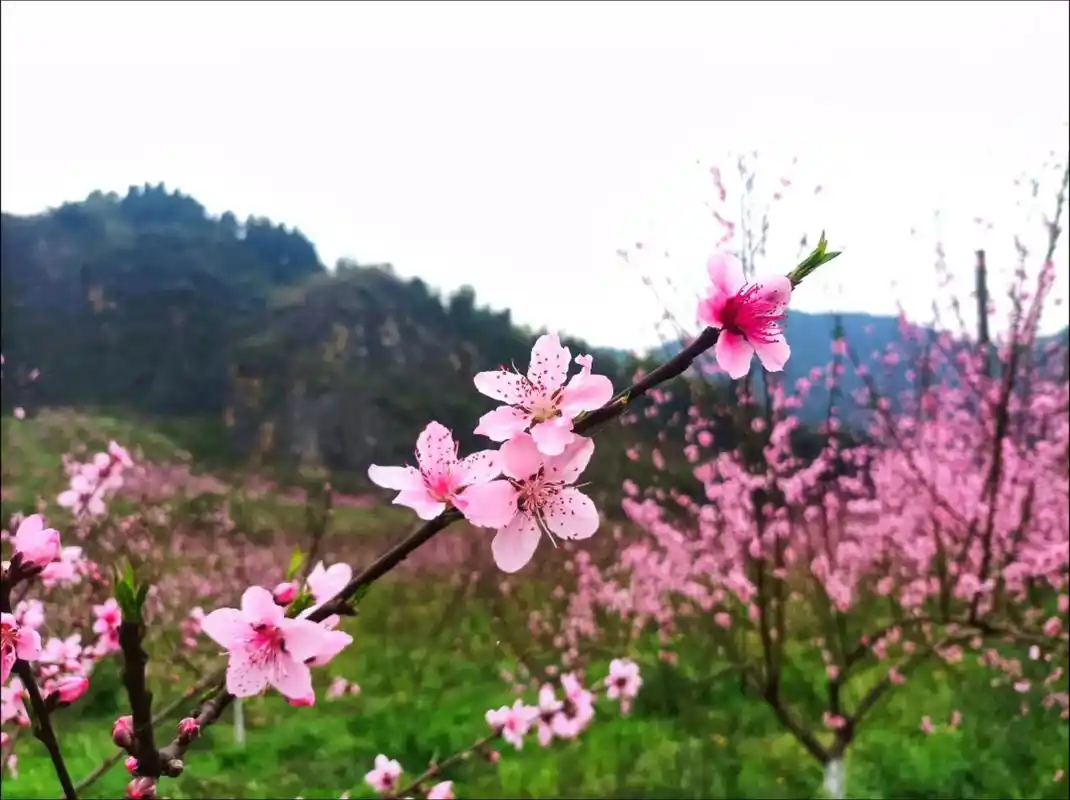 三月桃花开~一品金田村,桃花盛开,漂亮极了!这里空气清新, - 抖音