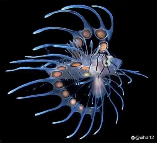 盘点最美的10大海底生物 深海中最美的动物是什么