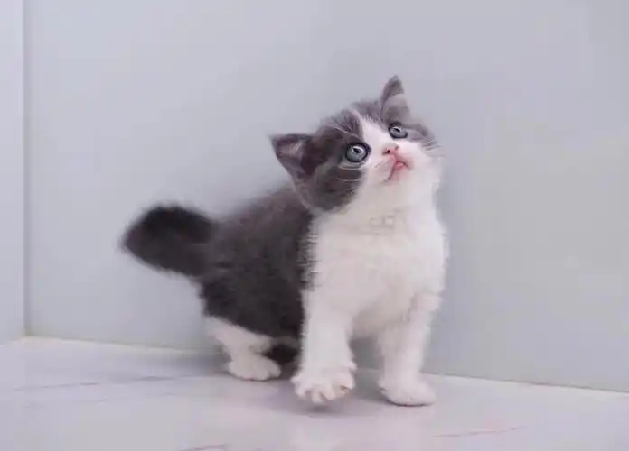 【英短-蓝白】?双血弟弟