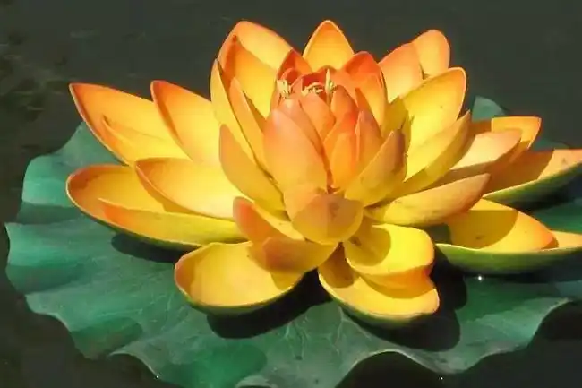 金色睡莲是否是佛的莲台