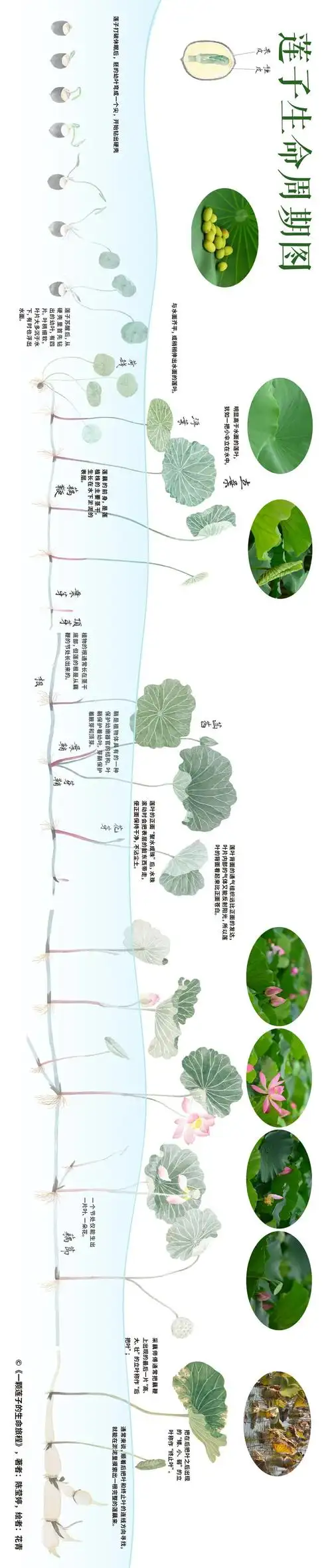 泥讲起,讲述它发芽,长叶,开花,结果,成熟的新莲子再次入泥的生长过程
