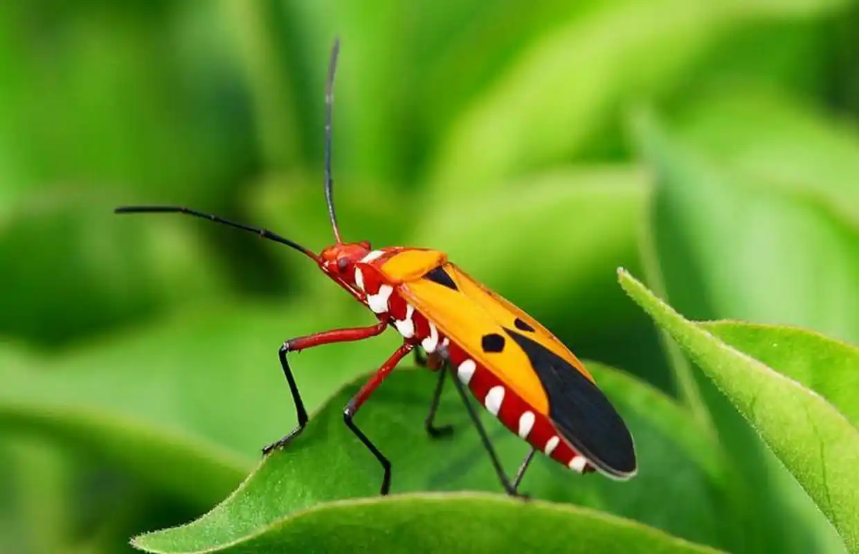 3厘米,体色和背后图案各有差异,底色一般为赤红色,带有明显的黑色