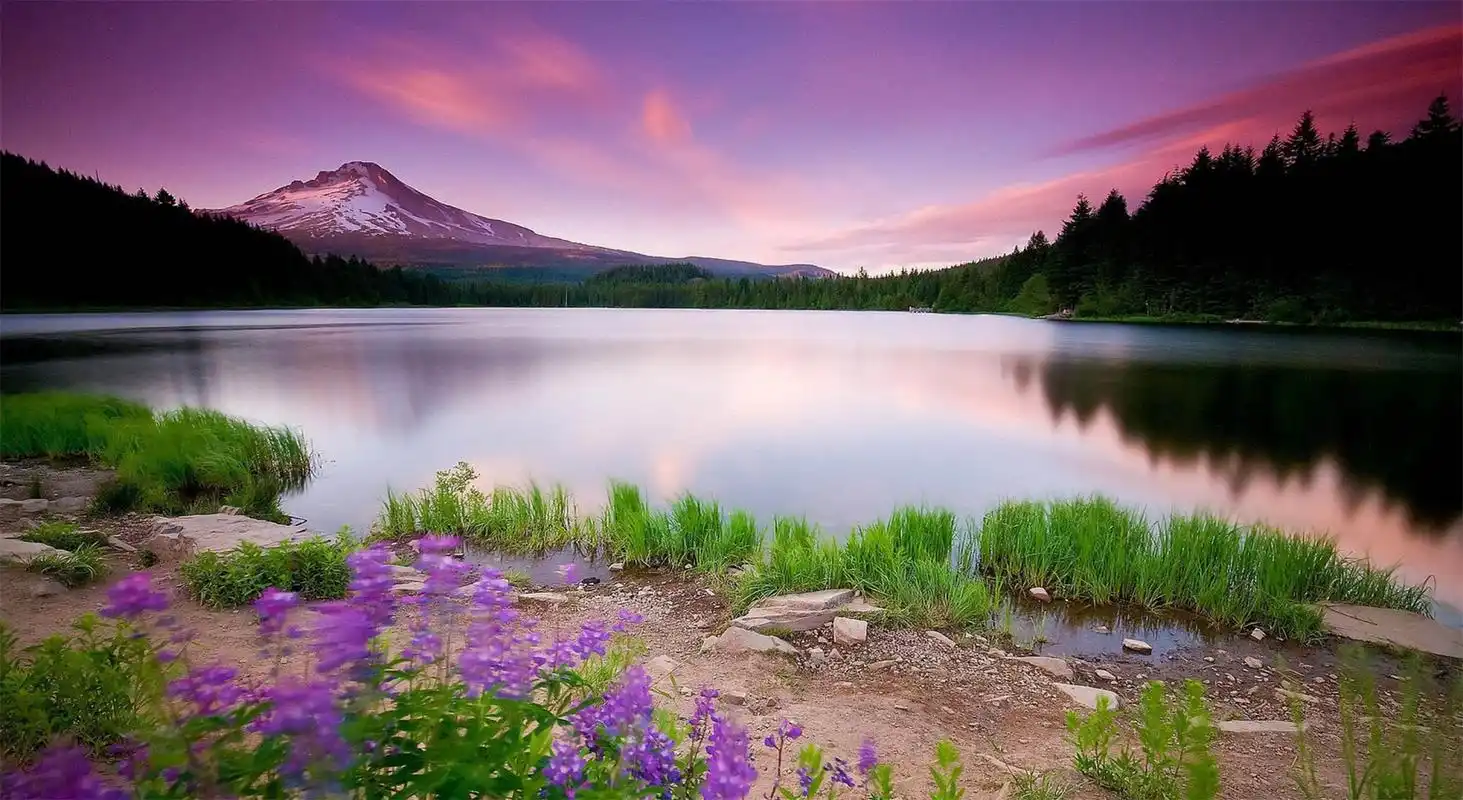 大自然森林风景高清桌面壁纸