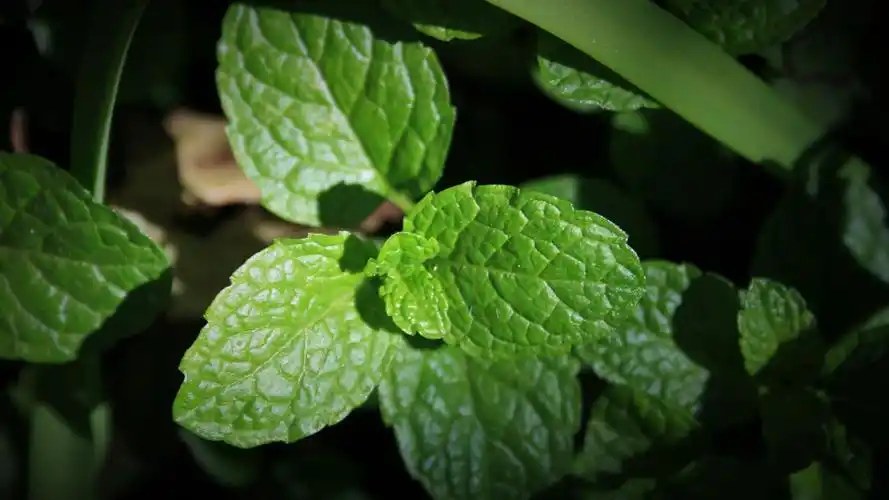 小清新薄荷绿叶唯美高清桌面壁纸