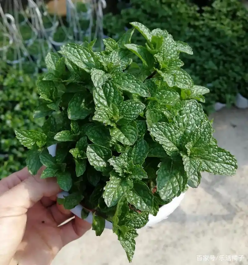 春天养花种草,家庭绿植可食用盆栽薄荷,净化空气又健康利身心