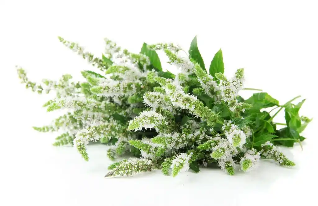 新鲜的薄荷花白色上孤立