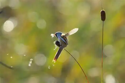 探花雀儿满天飞在线观看雀儿满天飞在线观看2022已更新今日动态
