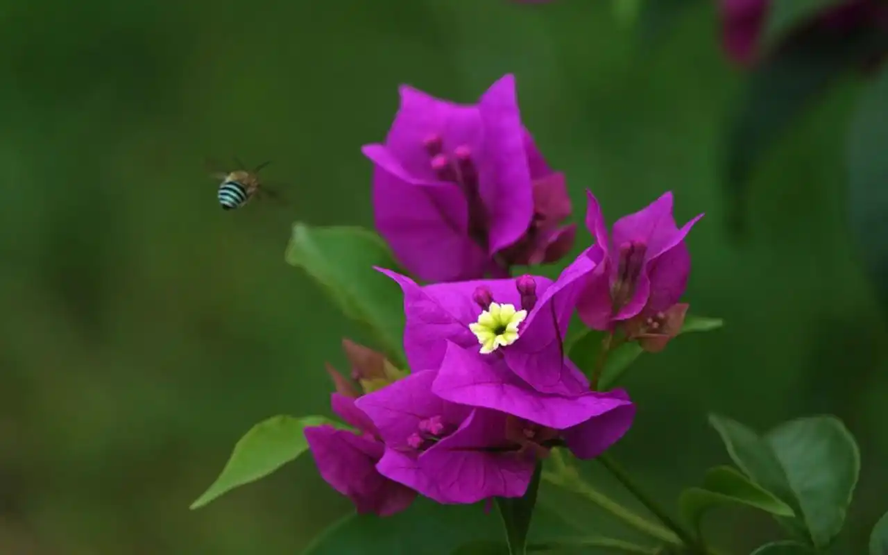 唯美紫色三角梅微距摄影图片桌面壁纸
