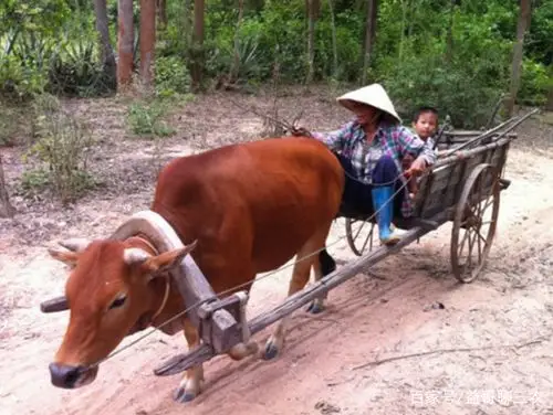 社会:以前一头牛就是农村家庭一半的家产,现在的牛越来越不值钱