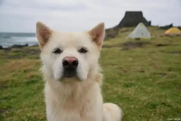 中华田园犬多少钱一只幼犬中华田园犬,又称土狗,柴狗,是中国农村地区