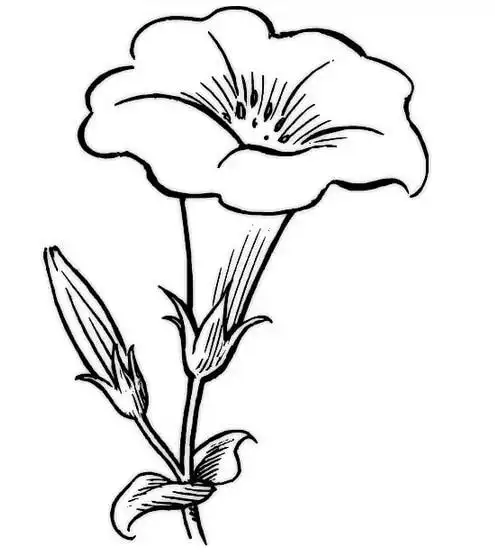 牵牛花简笔画图片欣赏