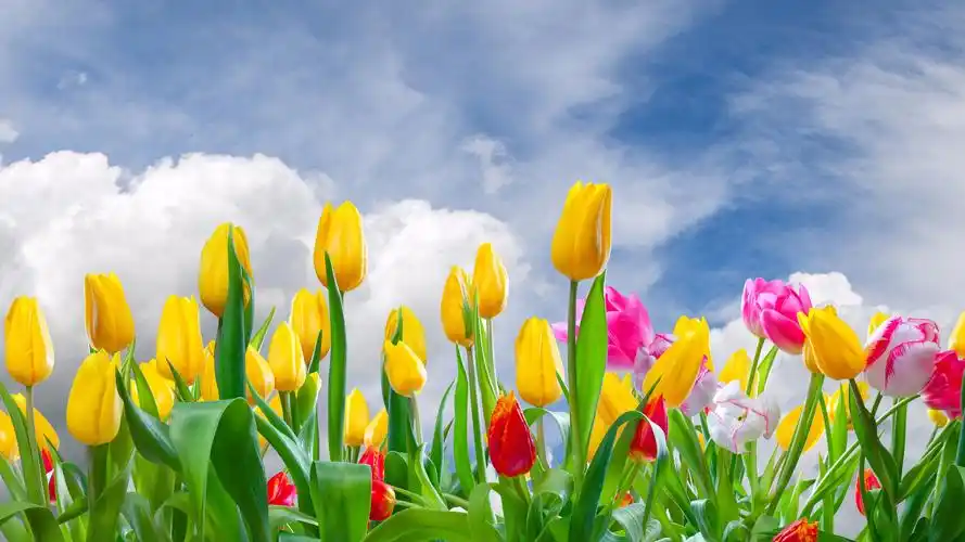 壁纸 黄色和粉红色的郁金香,花场,天空,云 3840x2160 uhd 4k 高清壁纸