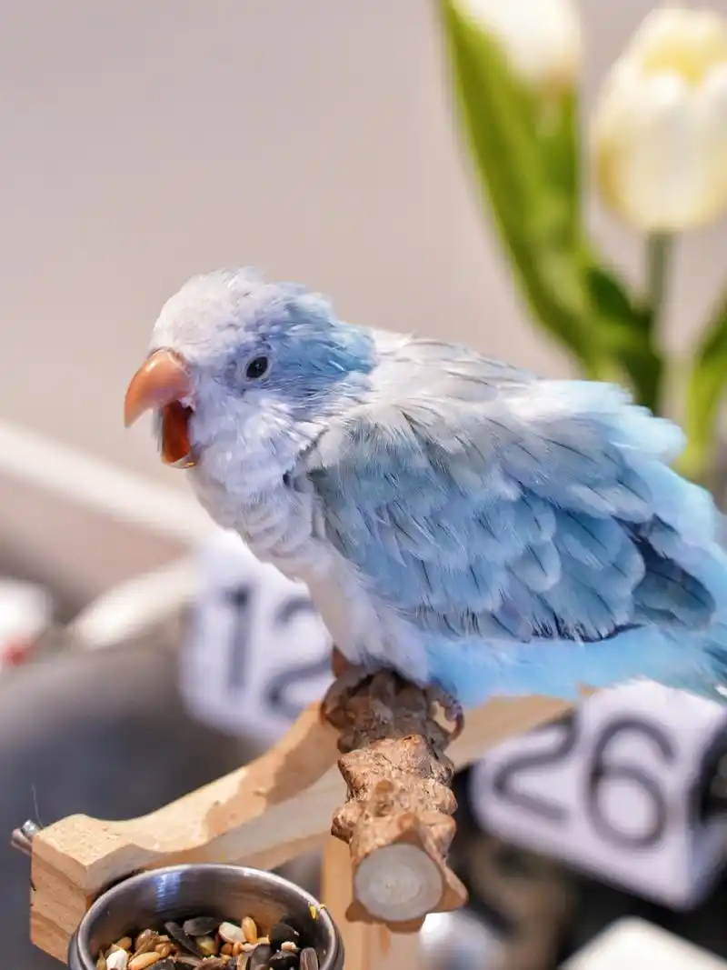 蓝银丝和尚鹦鹉太好看了 咕咕鸡这身上的毛色真的太好看了现在才5 60