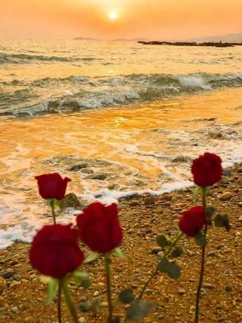 摄影作品欣赏海边的玫瑰