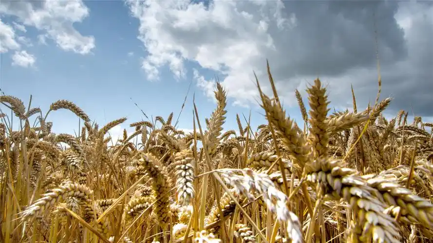 丰收的麦田高清桌面壁纸-风景壁纸-手机壁纸下载-美桌网