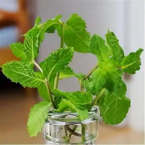 养薄荷,做到这"2点",每年长爆盆,冬季冻不伤,一年比一年旺