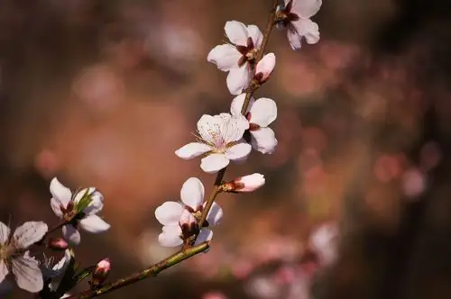 桃花一簇开无主,可爱深红爱浅红.