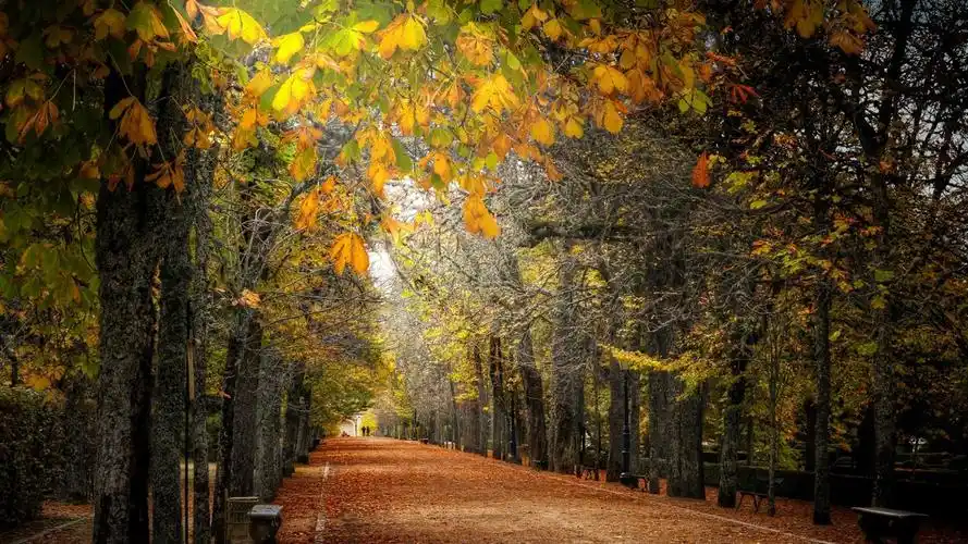 秋天,树,路径,公园,长凳 壁纸