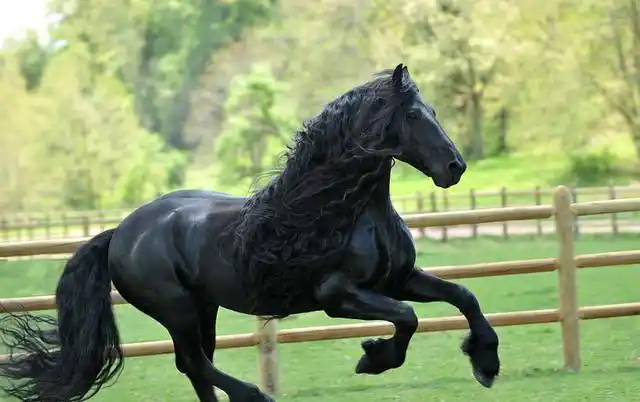 图为:马瓦里马,以前也是攻城略地必不可少的一匹战马.