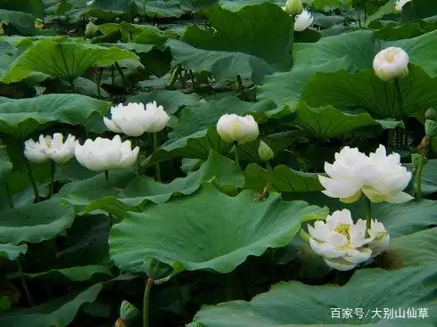 有我的一朵 茎杆纤细而孱弱 单薄的花瓣 也不是风姿婀娜 在那七宝池中