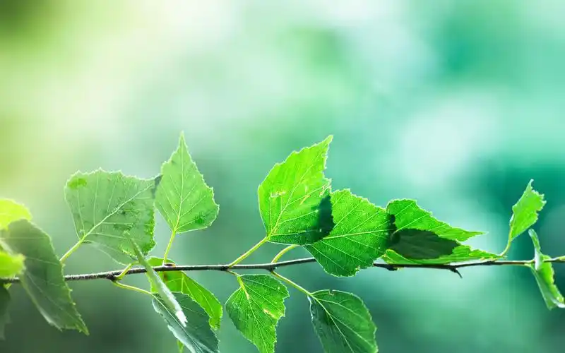 绿色的树叶,树枝,模糊的背景 iphone 壁纸