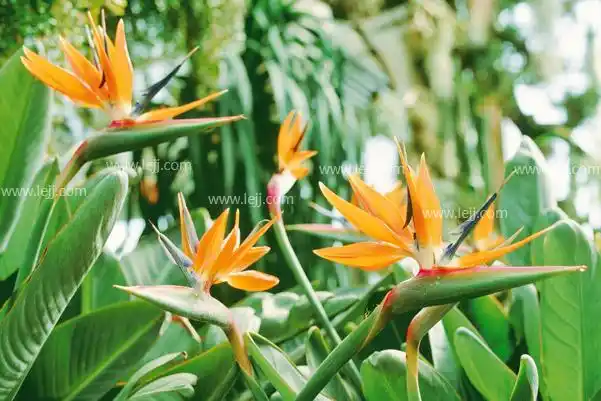 我们又叫它天堂鸟花,极乐鸟花,鹤望兰是一种旅人蕉科的鹤望兰属植物