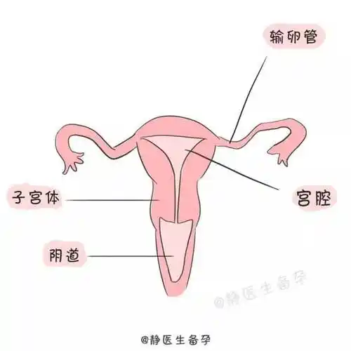 别大意!这些子宫"小问题"会导致不孕不育
