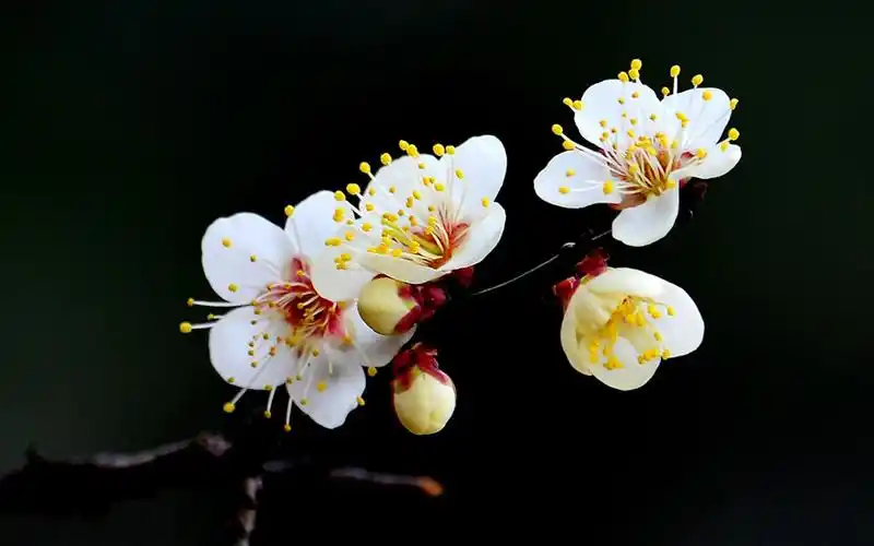 梅花图片近距摄影高清电脑壁纸