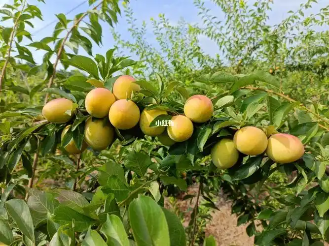 晚熟浓甜李子新品种红秋王李,含糖22以上