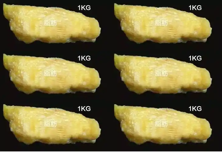 是这样的而6kg(12斤)的脂肪这是1kg的脂肪脂肪肌肉对比图吗?