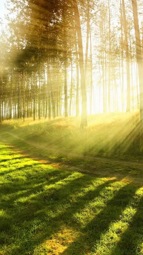 壁纸 夏季森林中的阳光,耀眼的光线 2560x1600 hd 高清壁纸, 图片