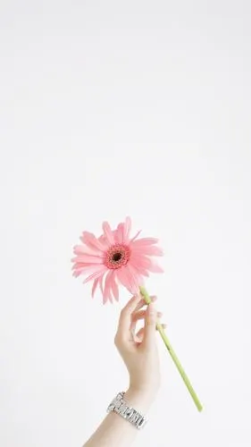 小清新扶郎花,高清图片,手机锁屏桌面-壁纸族