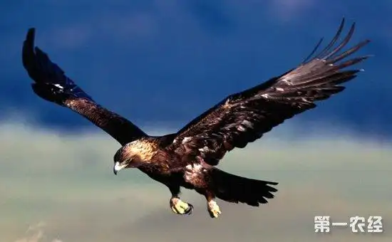 中国哪些鹰可以私人养殖?