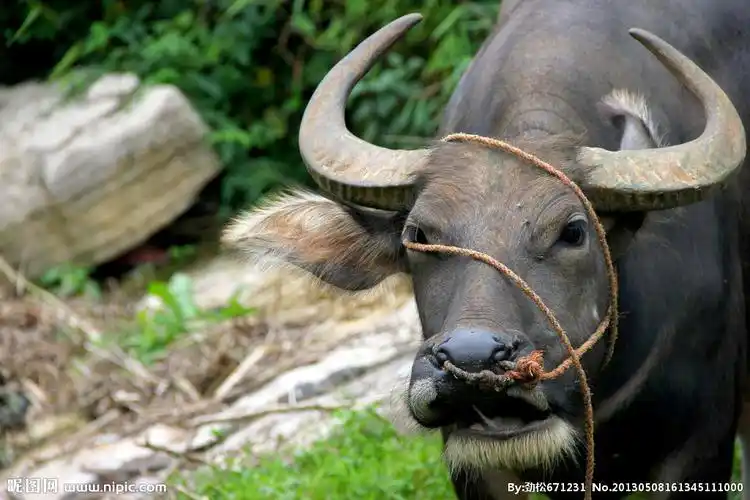 水牛图片