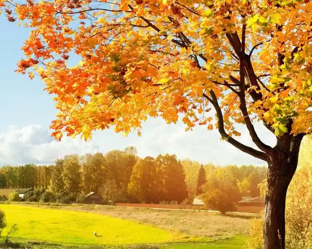 秋天,黄色枫叶,树木,田野 壁纸 - 1280x1024