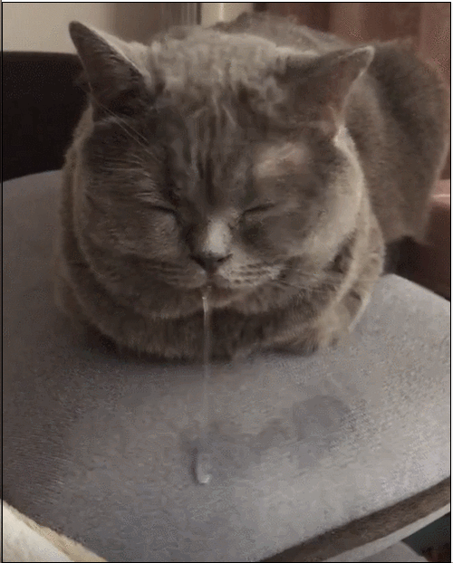 蓝猫睡觉睡到垂涎三尺,猫:梦到小母猫了,不对,你叫醒我干嘛?