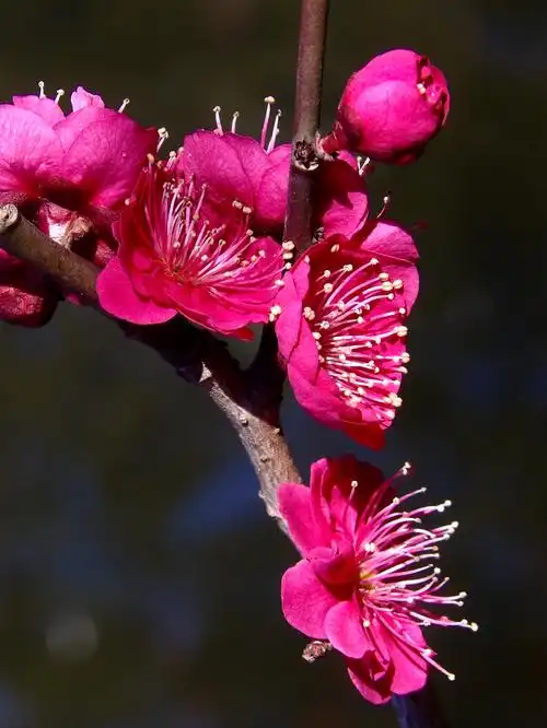 南翔古猗园梅花欣赏,—2021/2/17(年初六)