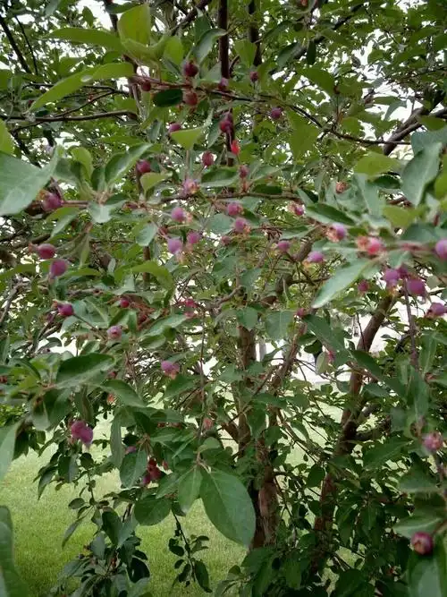 结果的北美海棠