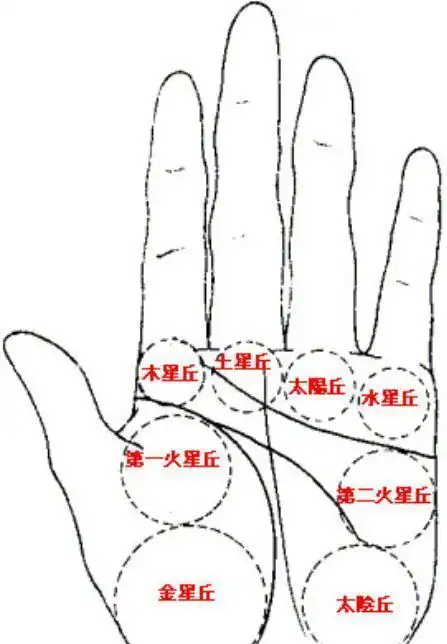 所以说,在手相学中,金星丘,水星丘,月丘比较发达的女人
