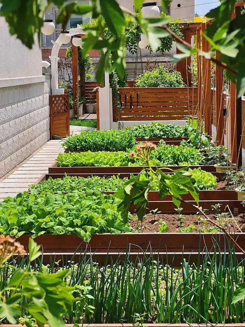 适合所有人的小院菜地!  - 抖音