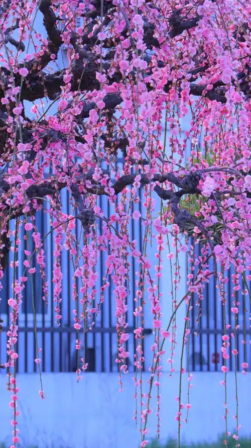 幽香淡淡浸远芳@垂枝梅