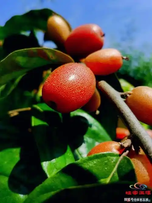 听说这是水果的神仙吃法一个字绝