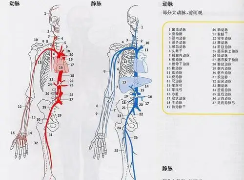 人手臂的大动脉在哪?最好有图?