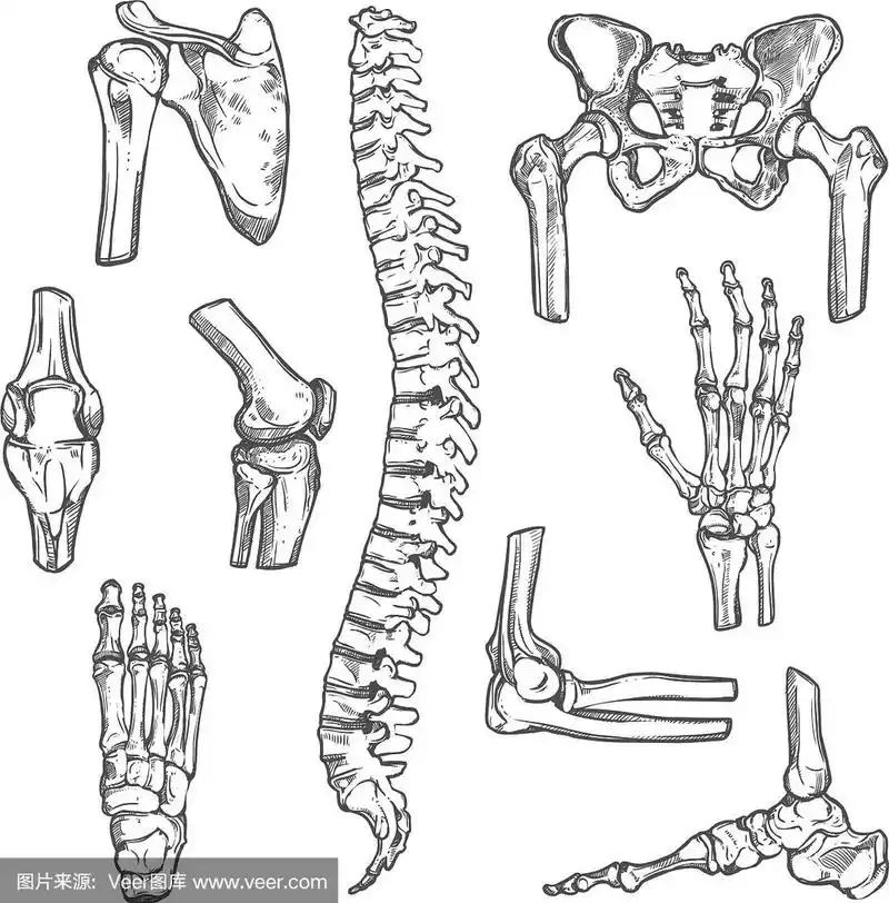 素描人体骨骼和关节的图标